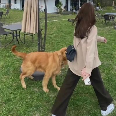 饿犬蓝调封面
